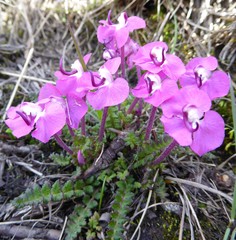 Pedicularis siphonantha