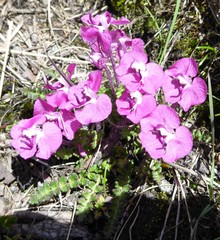 Pedicularis siphonantha