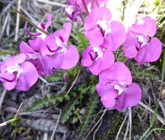 Pedicularis siphonantha