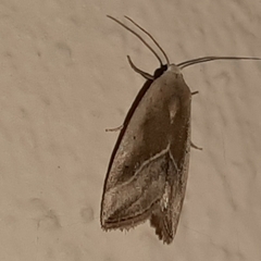 Micrathetis dasarada