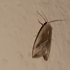 Micrathetis dasarada