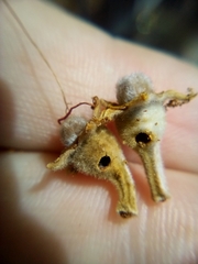 Argyroploce chlorosaris