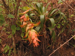 Tillandsia violacea