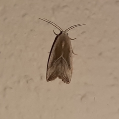 Micrathetis dasarada