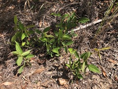 Flemingia parviflora