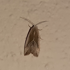Micrathetis dasarada