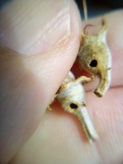 Argyroploce chlorosaris