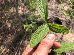 Flemingia parviflora