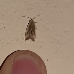 Micrathetis dasarada