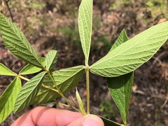 Flemingia parviflora