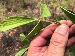 Flemingia parviflora