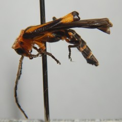 Chauliognathus luteopictus