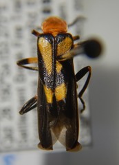 Chauliognathus luteopictus