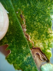 Liriomyza citreifemorata