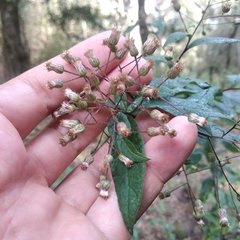 Archibaccharis asperifolia