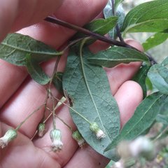 Archibaccharis asperifolia