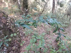 Archibaccharis asperifolia