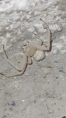 Misumessus