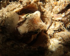 Rhamphocottus richardsonii