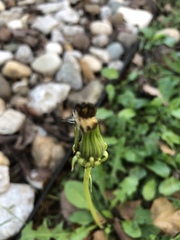 Taraxacum