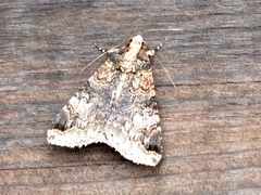 Melipotis famelica