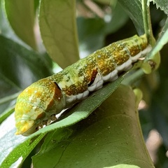 Papilio fuscus capaneus