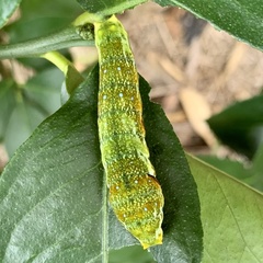 Papilio fuscus capaneus
