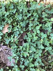Trifolium repens