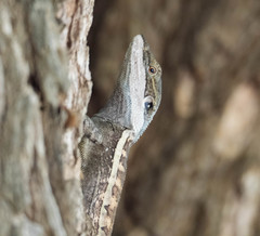 Horner's Dragon photo 3