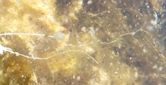 Utricularia gibba image