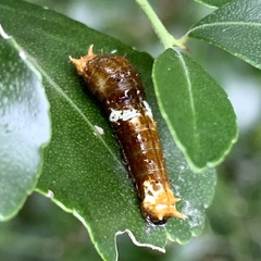 Menelaides
