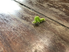 Lepidoptera