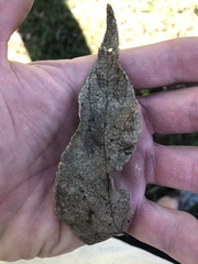 Magnoliopsida