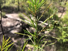 Acacia quadrilateralis