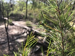Acacia quadrilateralis