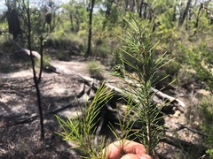 Acacia quadrilateralis