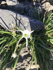 Hymenocallis liriosme
