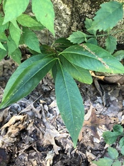Magnoliopsida