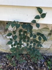 Magnoliopsida