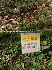 Platypus quercivorus