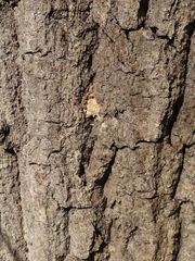 Platypus quercivorus