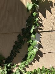 Hedera