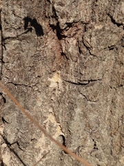 Platypus quercivorus