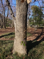 Platypus quercivorus
