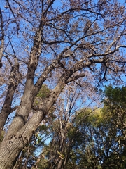 Platypus quercivorus