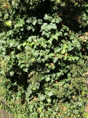 Hedera