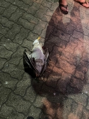 Larus dominicanus dominicanus