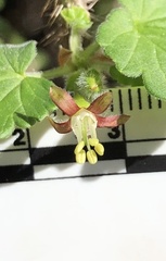 Ribes divaricatum pubiflorum