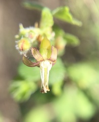 Ribes divaricatum pubiflorum