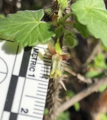Ribes divaricatum pubiflorum